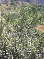 Rhamnus erythroxyloides