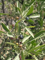 Rhamnus erythroxyloides