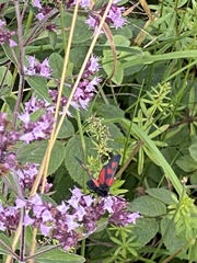 Zygaena viciae