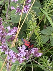 Zygaena viciae