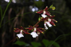 Calanthe arcuata
