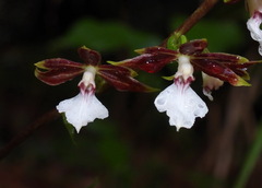 Calanthe arcuata