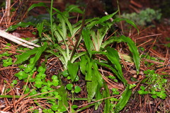 Calanthe arcuata