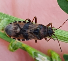 Arocatus rufipes
