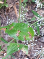 Septoria erigerontis