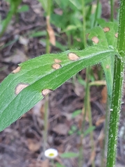 Septoria erigerontis