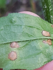 Septoria erigerontis
