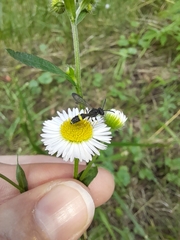 Cerceris