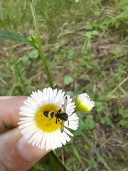 Cerceris