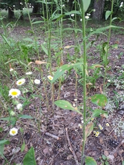 Septoria erigerontis