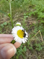 Cerceris
