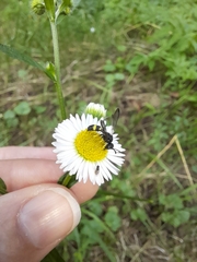 Cerceris