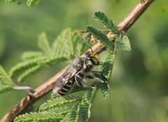 Megachile sidalceae