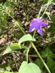 Campanula trachelium