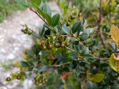 Vaccinium wrightii formosanum