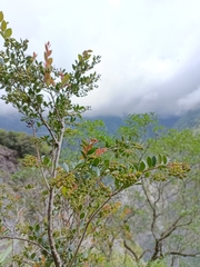 Vaccinium wrightii formosanum