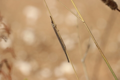 Macronemurus appendiculatus