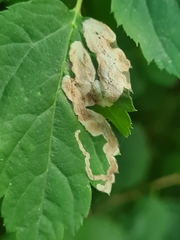 Agromyza spiraeoidearum