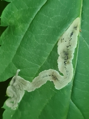 Agromyza spiraeoidearum