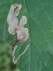 Agromyza spiraeoidearum