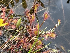 Drosera rotundifolia