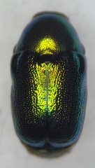 Cryptocephalus cristula