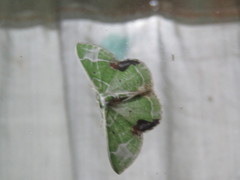 Comibaena albimarginata