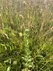 Pulicaria dysenterica