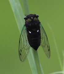 Neotibicen tibicen tibicen
