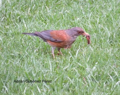 Turdus rufopalliatus