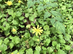 Lapsanastrum takasei