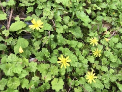 Lapsanastrum takasei