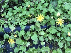 Lapsanastrum takasei