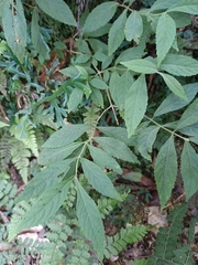 Callicarpa randaiensis