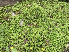 Lapsanastrum takasei