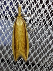 Donacaula mucronella