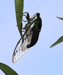 Neotibicen tibicen tibicen