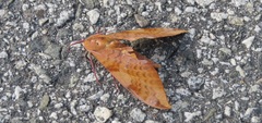 Clanis undulosa