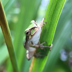 Hyla japonica