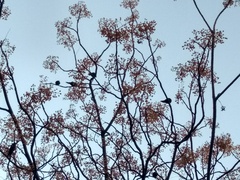 Aratinga nenday