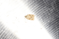 Adoxophyes negundana