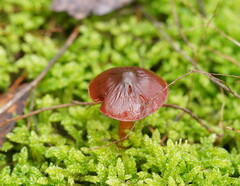 Cortinarius persplendidus