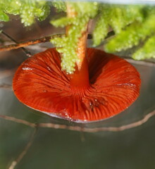 Cortinarius persplendidus