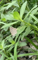 Lepidoptera