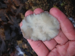 Kaburakia excelsa