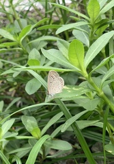 Lepidoptera