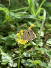 Lepidoptera
