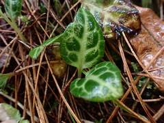 Pyrola alboreticulata