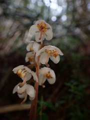 Pyrola alboreticulata
