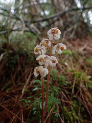 Pyrola alboreticulata